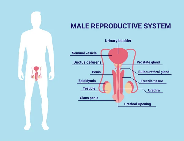 Męski System Rozrodczy Ikona Stylu Kreskówki Izolowane Niebieskim Tle Ilustracja — Wektor stockowy