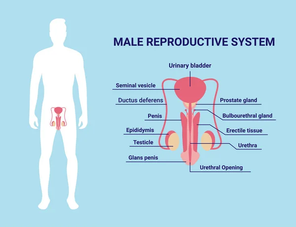 男性生殖系统图标的卡通风格孤立在蓝色背景 矢量说明 — 图库矢量图片