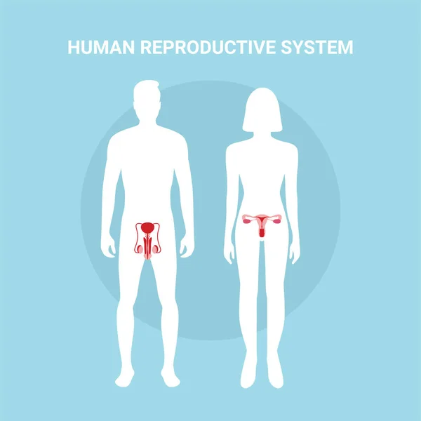 Sistema Reprodutivo Humano Corpo Feminino Masculino Com Órgãos Sistema Reprodutivo — Vetor de Stock