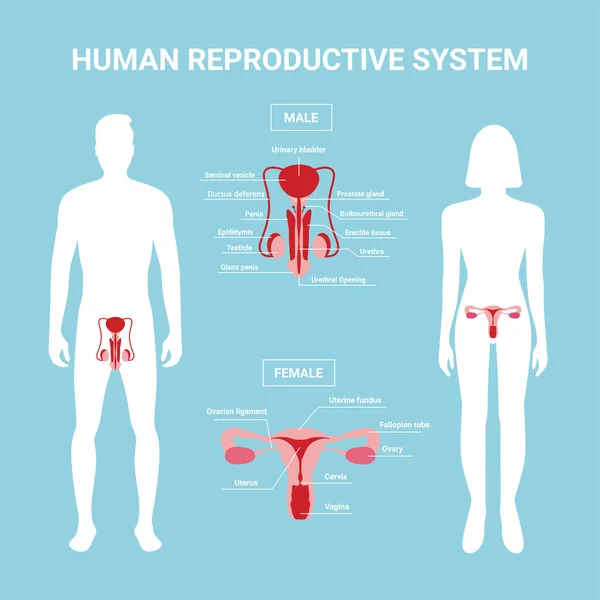 Emberi Reprodukciós Rendszer Női Férfi Test Reproduktív Szervekkel Szöveges Leírással — Stock Vector