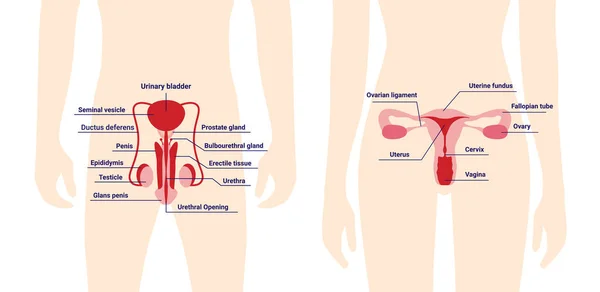 Sistema Reproductivo Humano Cuerpo Femenino Masculino Con Órganos Del Sistema — Archivo Imágenes Vectoriales