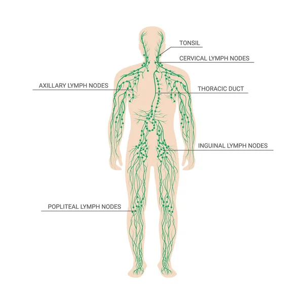System Limfatyczny Oznaczony Węzły Chłonne Kanały Męskiej Sylwetce Opisem Mężczyzna — Wektor stockowy