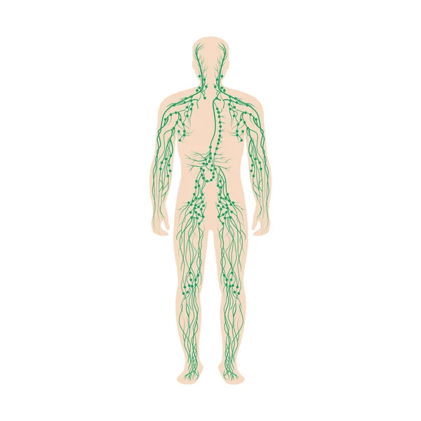 Lymfatický Systém Označený Mužském Těle — Stockový vektor