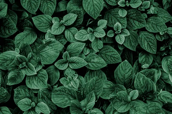 dark green leaves pattern background. Natural background and wallpaper