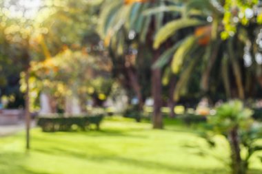 Arka planda palmiye ağaçları olan Bulanık Park Bahçesi yaz arka planında bulanık yeşil Bokeh Işığı