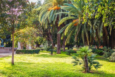 Palmiyeli park bahçesi. doğa arkaplanı