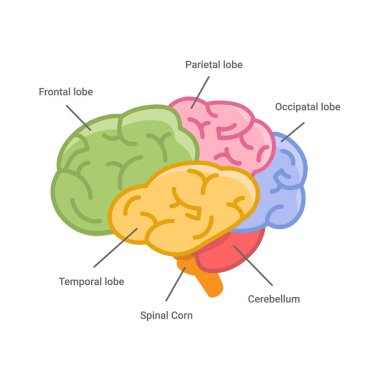 İnsan beyninin yazı ve isimlerle ilgili bölümleri. Beyin yapısı çizimi