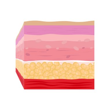 Vektör biçimi ve bileşen bilgisi ile İnsan Derisi Katmanı. Tıbbi ve sağlık hakkında bir resim.
