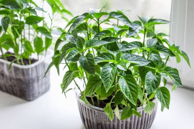 Yerdeki plastik bir kabın içindeki domates ve biber tohumları odanın pencere eşiğinde karantina altında duruyor.