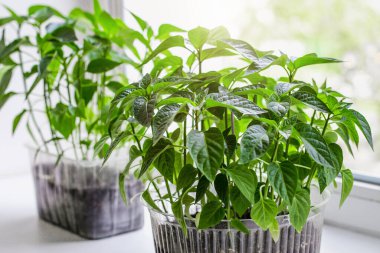 Yerdeki plastik bir kabın içindeki domates ve biber tohumları odanın pencere eşiğinde duruyor, karantina, ev bahçesi...