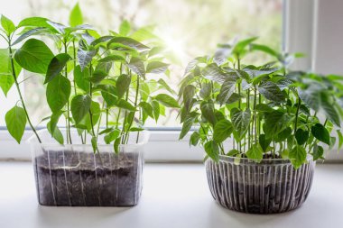 Yerdeki plastik bir kabın içindeki domates ve biber tohumları dairenin pencere eşiğinde duruyor, güneş ışığı.