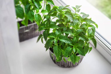 Yerdeki plastik kaplarda bulunan domates ve biber çiftliği sebzelerinin genç eko tohumları beyaz arka plandaki pencere eşiğinde duruyor, karantina, ev bahçesi, üst manzara.