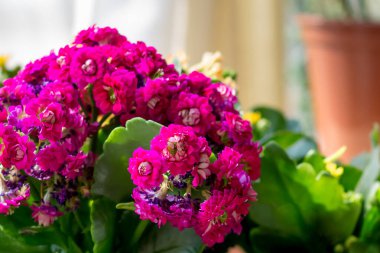İç kısımda pembe Kalanchoe çiçekleri, saksıda çiçekler, ev bitkileri. Kalanchoe 'nun renkli küçük çiçekleri