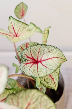 Kalp şeklinde kaladyum beyaz kraliçe nadir bulunan bir bitki. Tencereye bitki koy. Kırmızı damarlar ve beyaz yapraklar bitki. Tropikal yapraklar.