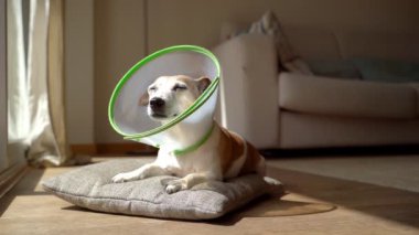 Elizabeth dönemi tasmalı yaşlı köpek yere uzanmış, güneşin kapanmasının tadını çıkarıyor. Rahatlamış tapılası hayvan boynunda koni tasmasıyla iyileşiyor. Güneşli bir gün video kaydı. Hayvan veterineri bakımı