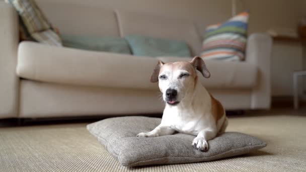 Yaşlı Köpek Evde Dinleniyor Oturma Odasında Yastığın Üzerinde Kameraya Bakarak — Stok video