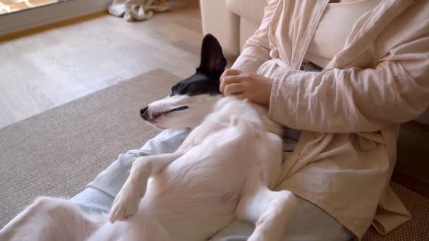 Adorável Carinho Cão Feliz Cão Deita Barriga Colo Dono Relaxamento — Vídeo de Stock