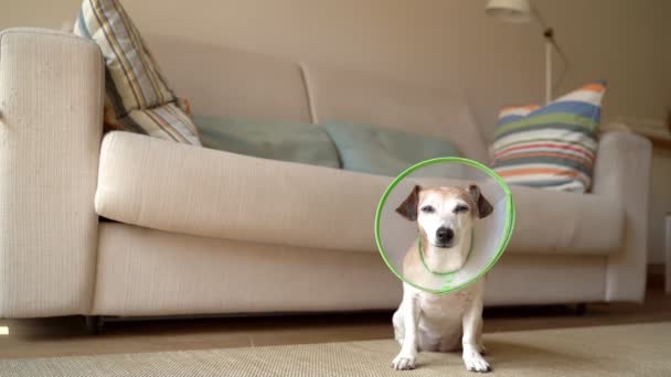 Adorável Pequeno Cão Jack Russell Terrier Cone Plástico Elizabetano Colar — Vídeo de Stock
