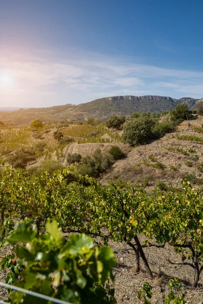 Dağlardaki üzüm bağları. İspanya 'nın Katalonya kentindeki Gratallops köyünde güneşli bir sonbahar günü, dikey kompozisyon