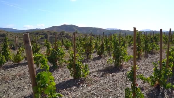 Groene Wijngaard Bergen Gratallops Dorp Priorat Catalonië Spanje Wijn Maken — Stockvideo