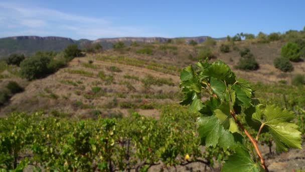 Groene Wijngaard Bergen Gratallops Dorp Priorat Catalonië Spanje Wijnbouwgebied Landschap — Stockvideo