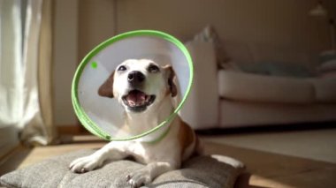 Elizabeth dönemi yakalı yaşlı bir köpek yere uzanmış, güneşin kapanmasının tadını çıkarıyor. Rahatlamış tapılası hayvan boynunda koni tasmasıyla iyileşiyor. Güneşli bir gün video kaydı. Hayvan veterineri bakımı