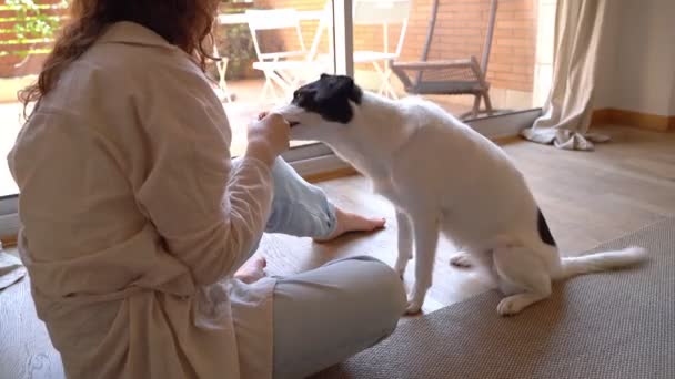 女と犬が窓の前の床に座っている ボーダー コリーは足を与える訓練を受けた 面白い若いせっかちな犬の要求御馳走 犬のトレーニングビデオ映像 ペットと家のリラックスした週末時間 — ストック動画