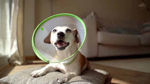 Älterer Hund Elisabethanischen Halsband Legt Sich Auf Den Boden Und — Stockvideo