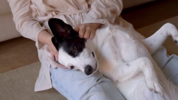 Pies Lubi Pieścić Leżąc Kolanach Właścicielki Dziewczyna Wącha Psią Głowę — Wideo stockowe