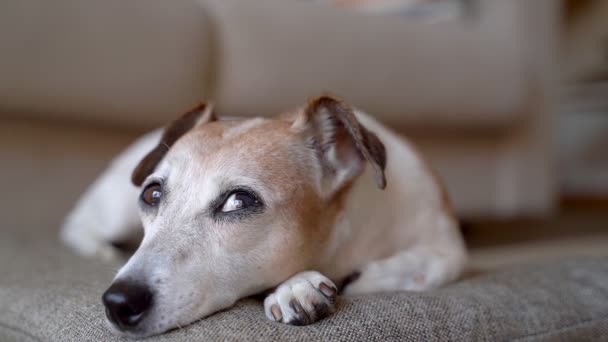 Förtjusande Liten Hund Ansikte Närbild Somna Öppnar Ögonen Ängsligt Och — Stockvideo