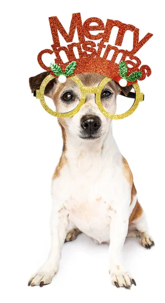 Tema Navidad Animal Perro Con Gafas Decoración Navidad Sobre Fondo —  Fotos de Stock