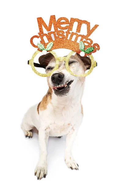 Adorable Perro Navidad Con Lengua Fuera Primer Retrato Perro Con —  Fotos de Stock