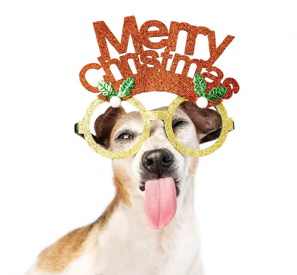 Adorable Perro Navidad Con Lengua Fuera Primer Retrato Perro Con —  Fotos de Stock