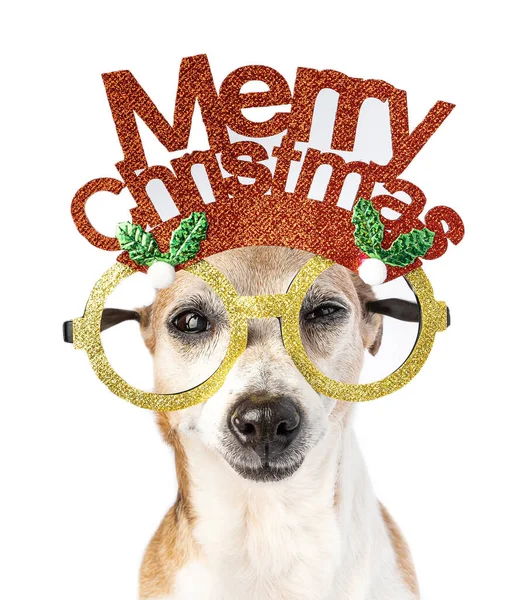 Perro Navidad Cerrar Retrato Lindo Jack Russell Terrier Mirando Cámara —  Fotos de Stock