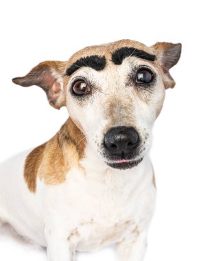 Aptal köpek suratlı, komik siyah kaşlı, yakından çekilmiş bir portre. Kameraya bakan sevimli gözler. Beyaz arka plan. Komik hayvanlar temalı fotoğraf