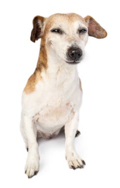 Köpek dik oturur küçük köpek. Tatmin edici alaycı kötü niyetli gülümseme ve kapalı gözlerle. Beyaz üzerine komik, sevimli hayvani duygular. Komik sevimli evcil hayvan yüzü 