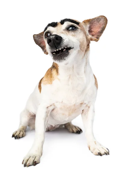 Забавна Собака Сидить Вертикально Білому Саркастичне Судження Пихатий Погляд Грози — стокове фото