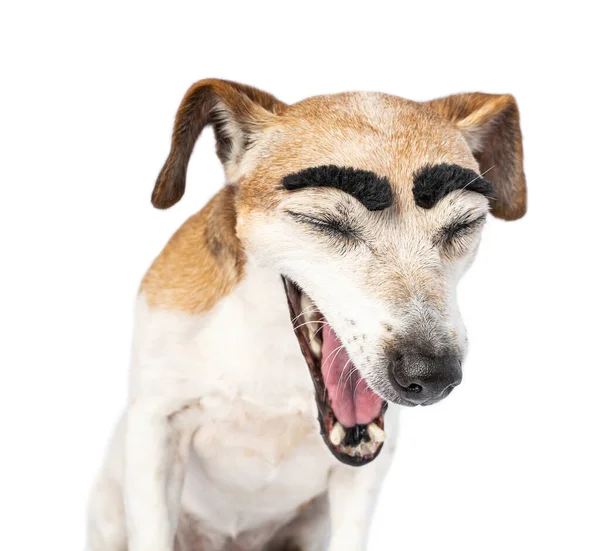 Primer Plano Retrato Perro Pequeño Con Grandes Cejas Divertidas Con —  Fotos de Stock