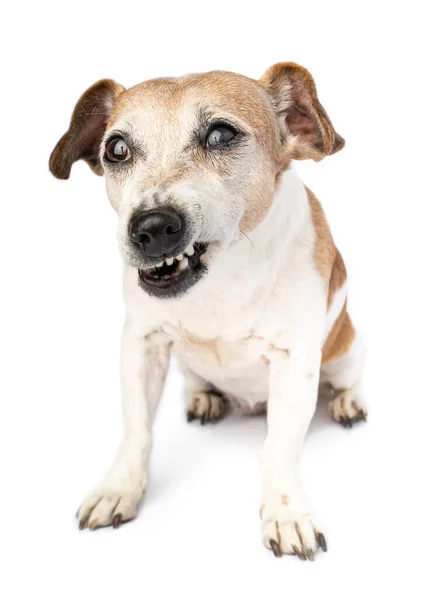 Маленький Смішний Собака Огида Заперечення Розбіжності Обличчя Подобається Посміхається Зубів — стокове фото