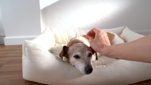 Рука Ласкает Маленькую Расслабленную Старшую Собаку Джека Рассела Терьера Лежащего — стоковое видео