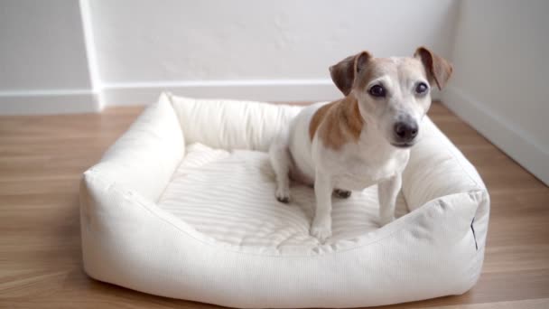 Funny Small Dog Sitting Light Comfortable Bed Looking Camera Tilting — Stock Video