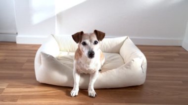 Sevimli küçük beyaz köpek ön pençeleri açık bir kanepede oturuyor. Dikkatlice kameraya bakar, sonra gider ve geri gelir. Evcil hayvan evi temalı video görüntüleri