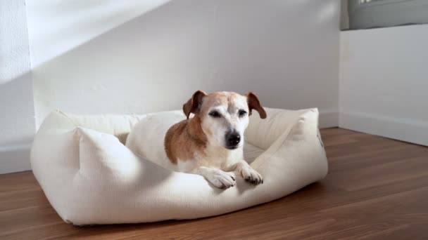 Yaşlı Yorgun Köpek Evde Dinleniyor Yerde Uzanıp Rahat Bir Yatakta — Stok video