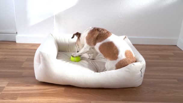 Glücklich Lustiger Kleiner Hund Der Leidenschaftlich Mit Dem Ball Spielt — Stockvideo