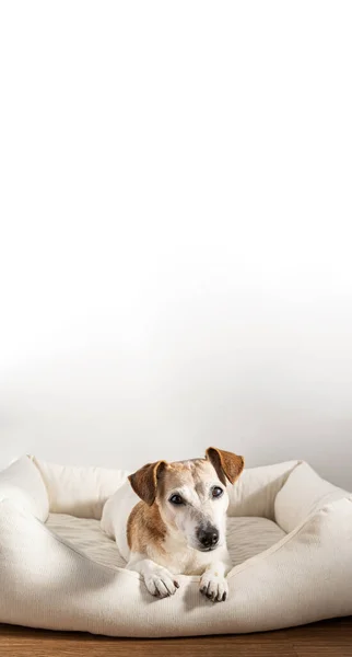 small elderly white dog looking at camera lying in light comfortable sofa pet bed. Empty copy space background. Cute  Jack Russell terrier