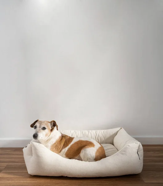 Dog resting in pet bed looking at camera. Profile side view. White wall empty copy space. Curious waiting look staring at you.