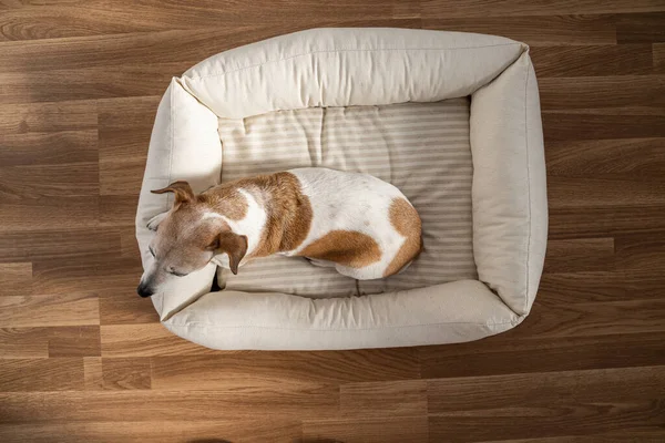 Adorable resting elderly dog Jack Russell terrier.  top view from above small dog relaxing on comfortable pet sofa at day time. parquet floor. Sleepy napping siesta pet time.
