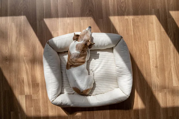 Отдыхающая Собака Дома Отдыхает Белой Койке Солнечный Светлый День Паркетный — стоковое фото