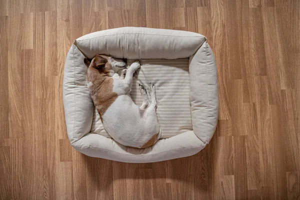 可爱的睡狗从上面俯瞰小狗狗在舒适的宠物床上休息的白天 花篮地板 睡午觉的时间在左手边 — 图库照片