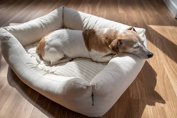 Sleeping elderly dog Jack Russell terrier. Sunny day siesta rest sleeping. Enjoying comfortable white dog bed indoor. Resting Jack Russell terrier. Adorable portrait of resting pet
